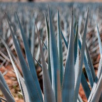 Mezcalovers Fest